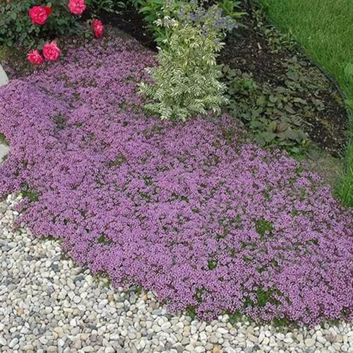 timo strisciante selvaggi cucina medicinali decorazione bonsái interni selvaggi, autunno, perenne giardino semi 300pcs