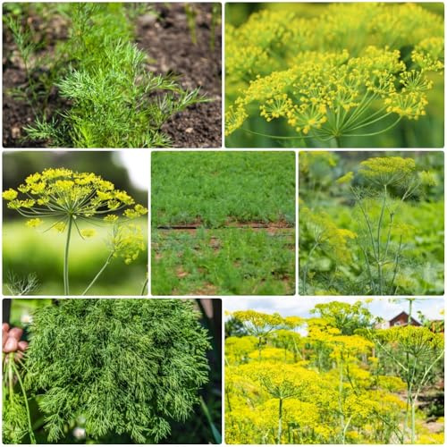 Semillas de eneldo, Anethum graveolens, semillas de silvestres de jardin productos sostenibles 500pcs