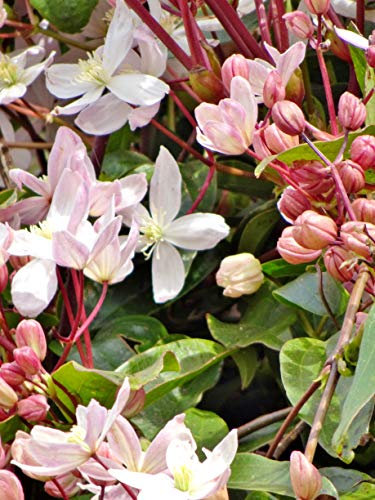 Clematis armandii 'Appleblossom' AGM