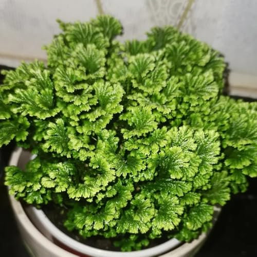 2 pcs rose von jericho echte zwiebeln - winterharte pflanzen für balkon, zimmerpflanzen groß Von Jericho Zwiebeln - Selaginella tamariscina deko wohnzimmer, immergrüne pflanzen winterhart