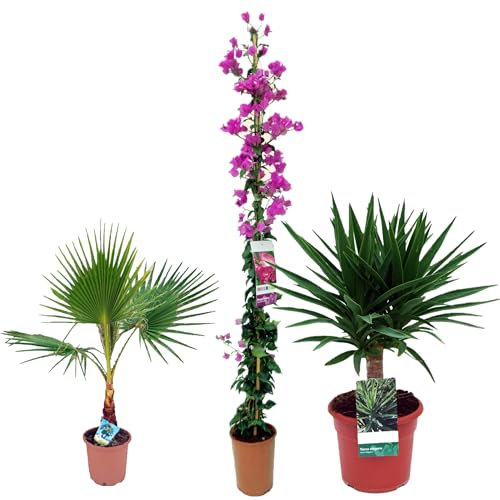 Pack Buganvilla + Palmeras WASHINGTONIA ROBUSTA y YUCCA ELEGANS - Buganvilla Natural + 2 Palmeras Naturales de decoración - Planta Natural Viva