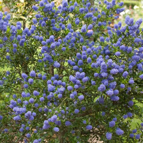 YouGarden Californian Lilac Ceanothus Thyrsiflorus VAR. Repens in 2L Pot, Garden Ready Lilac Tree, Supplied as an Established Plant Ready to Plant Out
