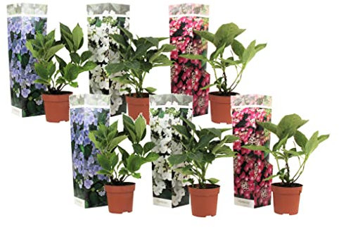 Plant in a Box - Hydrangea macrophylla Teller 'Nizza', 'Red Bull', 'Benxi' - Set de 6 - Hortensia de jardin - Pot 9cm - Hauteur 25-40cm