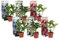 Plant in a Box - Mezcla de 6 placas de hortensias - Hortensia de jardín - Maceta 9cm - Altura 25-40cm