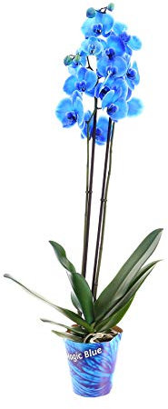 Phalaenopsis Double Stemmed Orchid Blue Houseplant 12cm Pot - 40-50cm Tall Exc Pot (Live Plants)