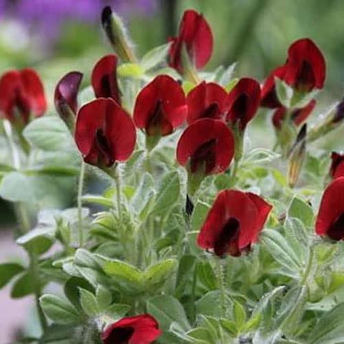 Asparagus Pea 40 Seeds + Freebie + Plant tag Tetragonopulus purpureaus