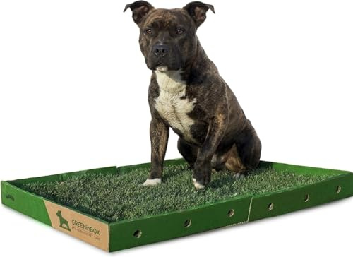 GreenInBox® XL Zolla in Vera Erba per Cani – Lettiera Naturale per Training Cucciolo e Cani in Appartamento, Taglia Grande 60x80 cm
