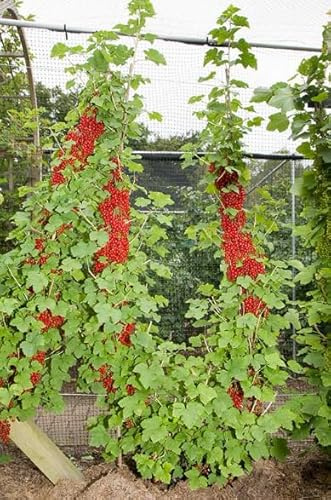 1 Red Currant Bush Live Plants, Red Currant Plants Rooted for Growing Outdoors, No Ship to NC, WV, NH