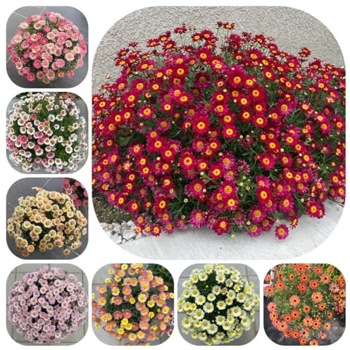 margeriten samen mehrjährig winterhart - steinpflanzen winterhart, gartenblumen pflanzen margeritensamen blumen pflanzen für draußen winterhart, blumenstauden winterhart, blumenwiese 550pcs