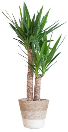 Yucca Elephantipes avec Panier Lisbonne blanc - 80-90cm - Ø21cm - Plante d'intérieur - Vert persistant