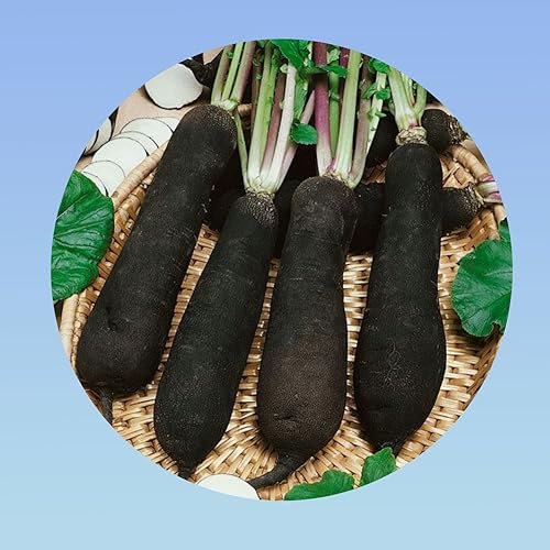 Planète graines - 8 grammes de radis long noir hiver - environ 600 graines