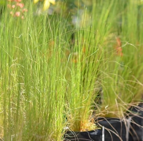 Stipa Natural La Herbácea Ornamental que Transformará tu Patio