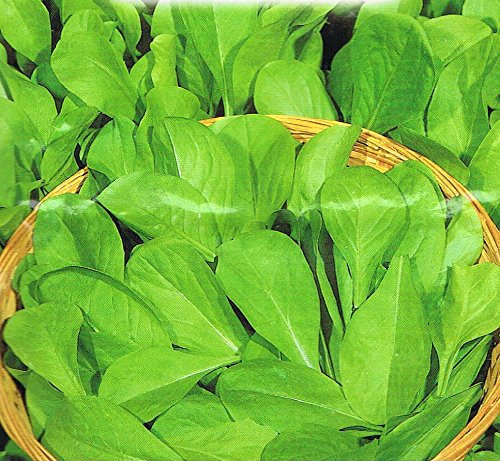 PAGANO DOMENICO E FIGLI SEMENTI DAL 1954 CICORIA ZUCCHERINA DI TRIESTE NR.300 SEMI