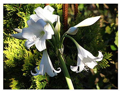 GARTHWAITE NURSERIES® : - 3 Crinum Powellii Alba Bulbs White Spider Lily Garden 3-5 FT Rare Summer Perennial