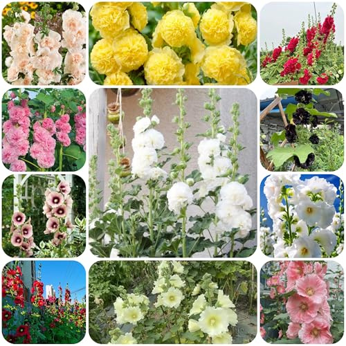 malvarosa - semi di malvarosa da recisi in vaso da esterno primaverili, in vaso Decorazioni per giardini esterni, 650semi