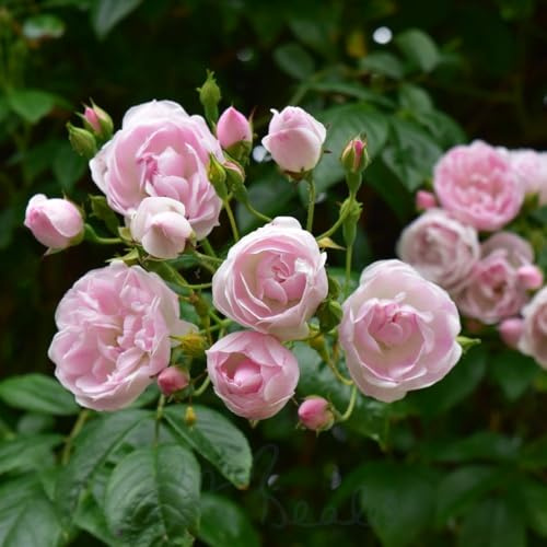 Peter Beales Roses Ethel Rambler Rose, Pink, Double Bloom, Moderate Fragrance, Wildlife Friendly