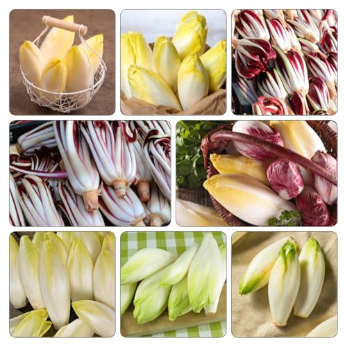 achicoria de exóticas semillas de radicchio resistentes decoración balcón jardín 300pcs