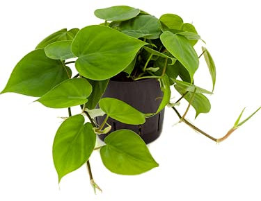 Philodendron SCANDENS Trailing Indoor House or Office Plant | Shade Tolerant