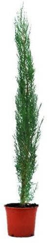 Pack Cipreses Naturales para Exterior, Ciprés Mediterráneo,Ciprés común, Altura Aproximada 40/60 cm- C14 (1 Unidad)