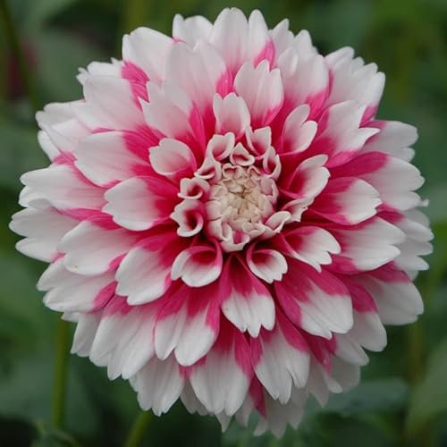 Dahlie Fuzzy Wuzzy | 1 Stück | Knolle | Rosa | Weiß | 100% Blütegarantie | QFB Gardening