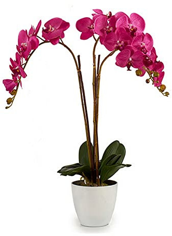 Ibergarden S3603053 Pot de Fleurs Fuchsia