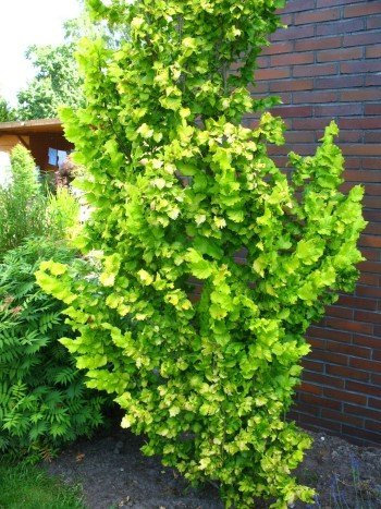 Goldulme Ulmus carpinifolia Wredei 60-80 cm hoch im 3 Liter Pflanzcontainer