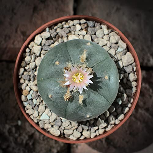 Lophophora williamsii, peyote 5cm