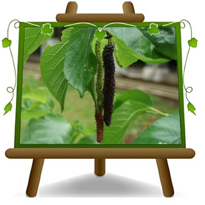 Mûrier noir du Pakistan Arbres fruitiers Hauteur: 150~170 cm Âge: 2 années Pot: 20 cm