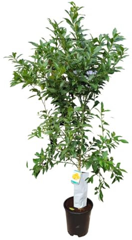 AzJardin-Árbol Limonero Limequat-Limonero enano- Altura aprox. 150cm-Maceta 25cm. Planta viva. Limonero chino.