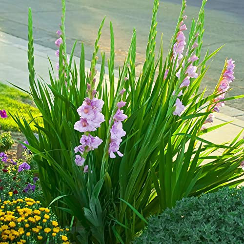10 Stück gladiolen zwiebeln winterhart mehrjährig Gladiolus - Seltene Pflanzenserie - pflanzen winterhart draußen garten blumen pflanze praktische geschenke bonsai blumenzwiebeln
