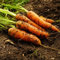 100 semillas de zanahoria y verduras