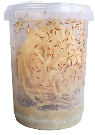 520ml Advanced Husbandry Live Fruit Flies, Drosophila Hydei, Large 2-3mm, Culture with Multiple Life Stages (Std 520ml, Intermediate)