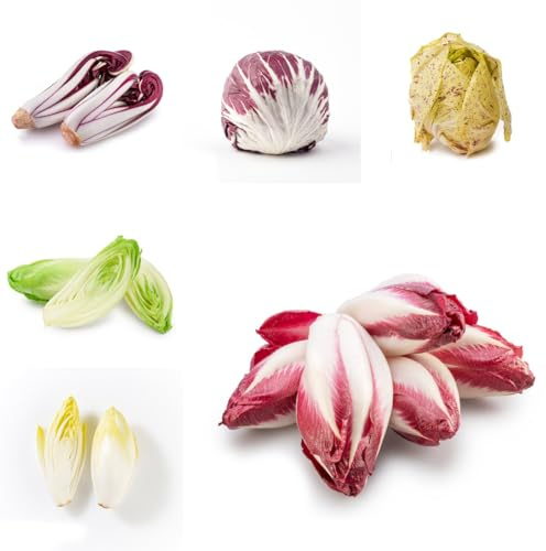 semi di cicoria biologici, giardino balcone rare 250pcs