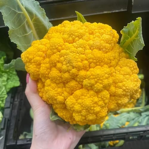 semillas de coliflor - balcón de invernadero exótico Coliflor - sostenibles resistentes jardines rocas Parterres elevados el jardín Compre 30semillas