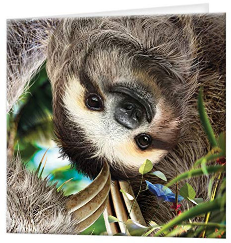 3D LiveLife-Grußkarte - Hangin 'Around von Deluxebase. Bunte Faultier-linsenförmige 3D-Karte für jeden Anlass und jedes Alter. Originalvorlage lizenziert von dem bekannten Künstler David Penfound