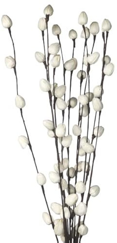 CHICCIE Baumwollknospen Zweig getrocknet weiß braun 95cm - Trockenpflanzen