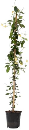 Plant in a Box - Trachelospermum jasminoides Star of Toscane - Jasmin XL - Grimpante rustique - Pot 17cm - Hauteur 110-120cm