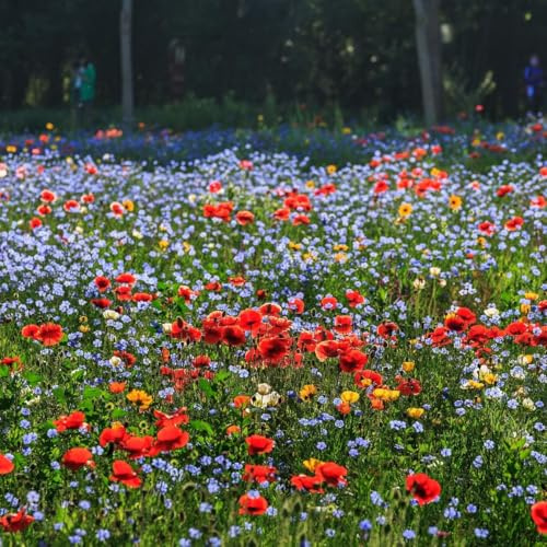 Miscela di semi di fiori selvatici, prato fiorito, fiori perenni resistenti facili da coltivare, miscela per tutti gli usi, ideale per aiuole e bordi, vasi e contenitori per terrazze 5000 semi