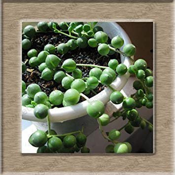 Perles de perles Chlorophytum, Hanging Tipo di Chlorophytum, Spider Semi in vaso semi in vaso assorbire la formaldeide 100 semi:Seeds only