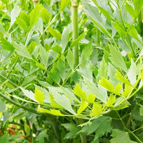 Semi di levistico, semi di selvatiche Semi di perenni copertura del terreno, perenne prodotti 100pcs