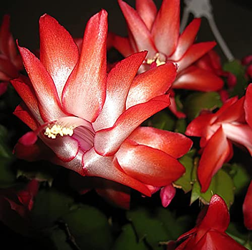Red Christmas Cactus Plant - Zygocactus - 6 Pot