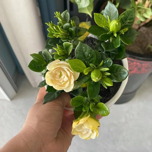 8 Pcs Gardenia Pflanze Kaufen Samen - Gardenia Jasminoides - Gartenblumen, Zimmerpflanzen Samen Gardenien Samen, Blumen Balkon, Garten Geschenke Für Frauen Wiesensaatgut, Garten Geschenk,