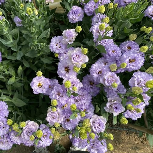 semillas de lisianthus, Decoración balcón, perennes resistentes jardín 800pcs
