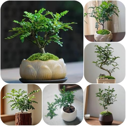 Semillas de pimienta, resistentes al aire libre Zanthoxylum piperitum, semillas para camas elevadas exóticas jardín 40pcs