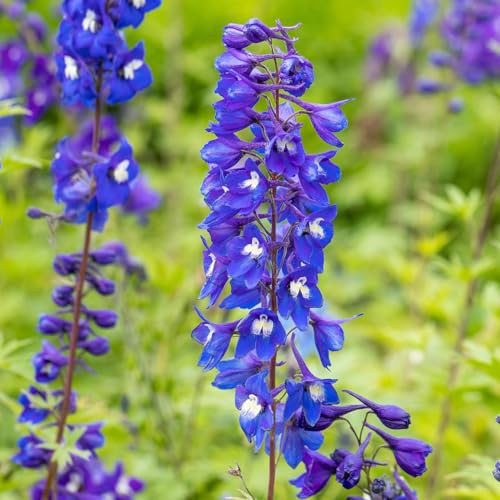 Rittersporn 'King Arthur'