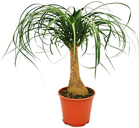 Pied d'éléphant - plante d'intérieur - ca. 35cm