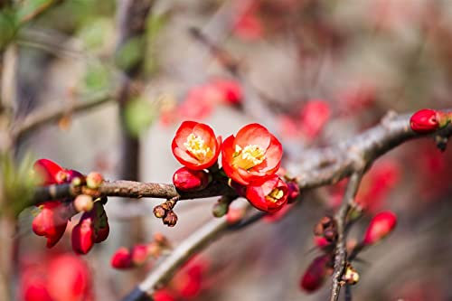 Chaenomeles 'Fire Dance' 40–60 cm – Winterhart, Mehrjährig, Pflegeleicht – Zierquitte – Zierstrauch für Hecke & Beet