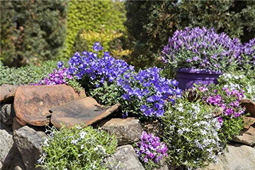 Campanula portenschlagiana 10er-Set – Winterhart, Mehrjährig & Pflegeleicht – Glockenblume – Bodendecker für Steingarten & Beet