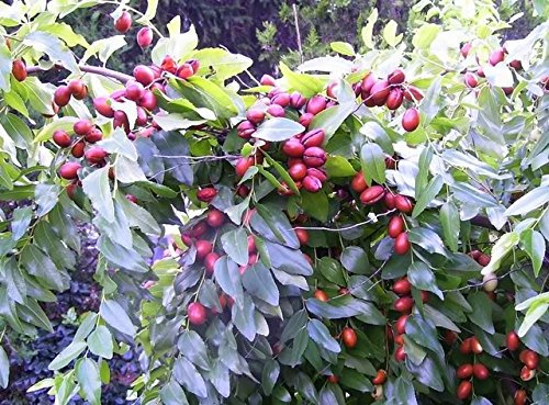 Arbre Dattier Chinois Rouge, Fruit Comestible, Jujube, Graines De Fleurs Jaunes, Ziziphus Jujuba