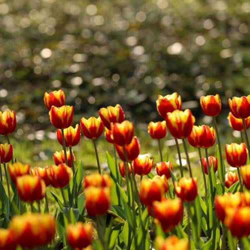 tulpen zwiebeln, tulpenzwiebeln winterhart mehrjährig topfpflanzen Stauden tulpenzwiebel topf pflanze frühblüher wohnzimmer Blumen zwiebel Winterharte Exotische Pflanzen Balkonpflanzen 2pcs